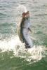 Tarpon Jump Bill B best.jpg